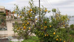 drzewo cytrynowe na Capri