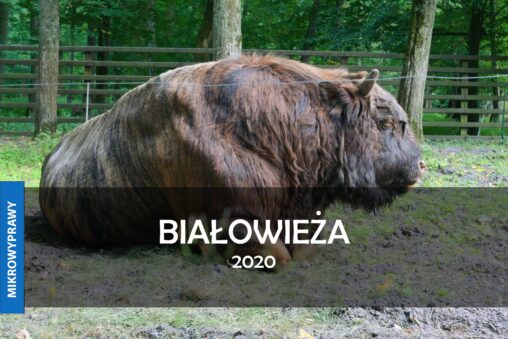 BIALOWIEZA 2020