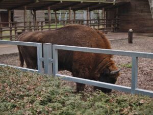 Zagroda żubrów w Gołuchowie