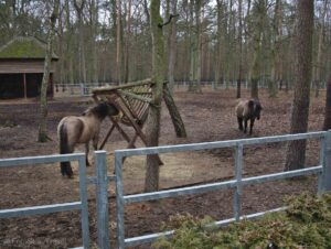 Zagroda żubrów w Gołuchowie