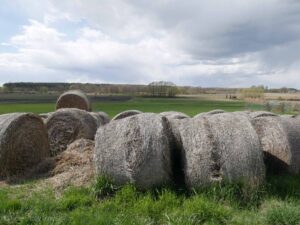 łąki w Zielątkowie
