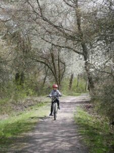 droga leśna na żółtym szlaku z Suchego Lasu do Złotnik