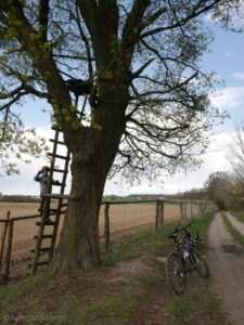 droga polna do Chludowa, drzewo z drabiną