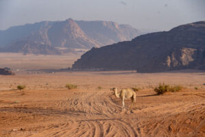 Wielbłąd na pustyni Wadi Rum