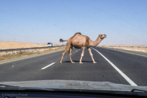 Wielbłąd na autostradzie
