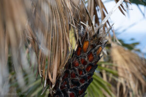 Rezerwat Zingaro, spalona palma