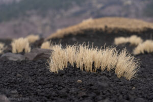 Kępki traw na żwirze wulkanicznym