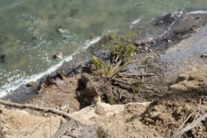 Drzewo, które runęło z klifu