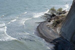 Drzewa, które runęły z klifu