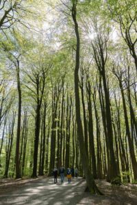 Bukowy las w Parku Narodowym Jasmund