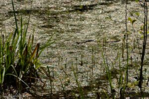 Sadzawka w Parku Narodowym Jasmund