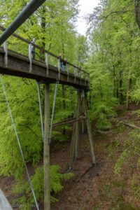 Ścieżka wśród koron drzew