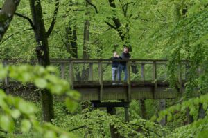 Ścieżka wśród koron drzew