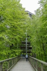 Ścieżka wśród koron drzew