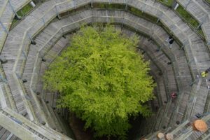 Ścieżka wśród koron drzew