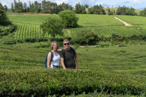 Plantacja herbaty Cha Gorreana