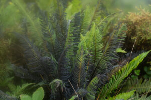 Na szlaku wokół kaldery Cabeço Gordo