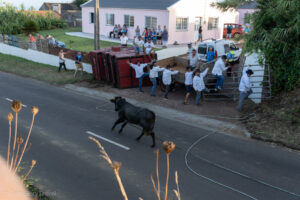 Tourada à corda - walka z bykiem w Topo