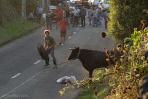 Tourada à corda - walka z bykiem w Topo