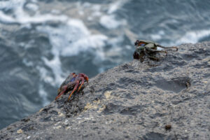 Kraby na skale przy oceanie