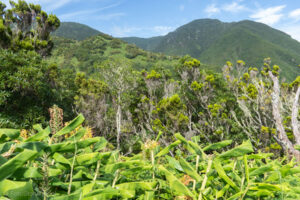 Trekking Serra do Topo - Fajã da Caldeira Santo Cristo