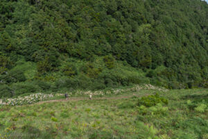 Trekking Serra do Topo - Fajã da Caldeira Santo Cristo