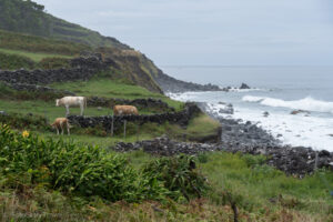 Trekking Fajã da Caldeira Santo Cristo - Fajã dos Cubres