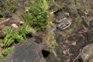 Trekking Misterios Negros