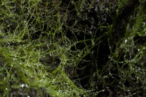 Rośliny w Gruta do Natal