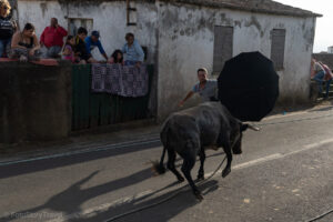 Tourada à corda w Santa Barbara