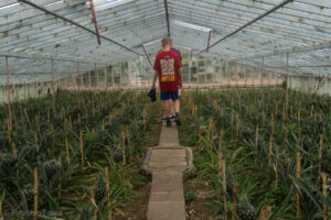 Plantacja ananasów Arruda