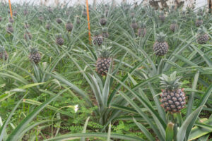 Plantacja ananasów Arruda