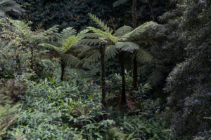 Centro de Interpretação Ambiental da Caldeira Velha