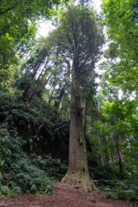 Sequóia Sempervirens